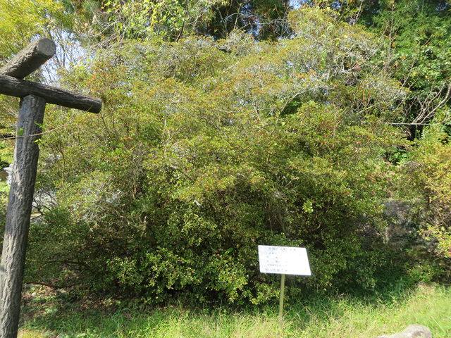 �c�c�W_��D�R�y���̃c�c�W