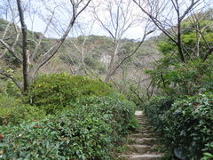 花ちゃんさんの御船山楽園の桜への投稿写真1