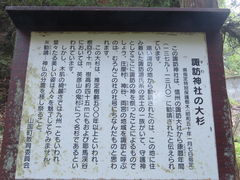 花ちゃんさんの諏訪神社の大杉の投稿写真3