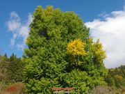 ^{剤̐_˂̑C`E̓eʐ^1