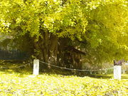 ^{剤̐_˂̑C`E̓eʐ^1