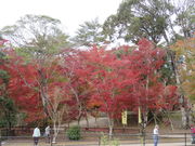 Ԃ񂳂̑]؂̑̍gt̓eʐ^2