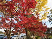 Ԃ񂳂̑]؂̑̍gt̓eʐ^3