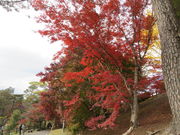 Ԃ񂳂̑]؂̑̍gt̓eʐ^4