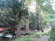 Ԃ񂳂̐zK_Ђ̑吙̓eʐ^2