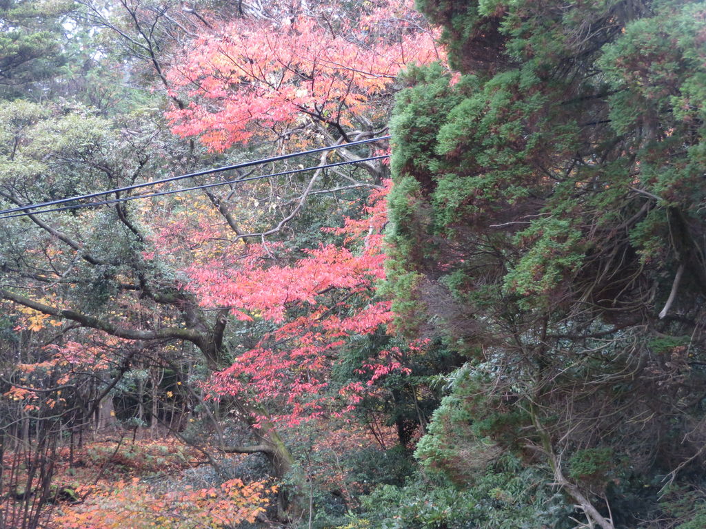 宮崎の動物園・植物園ランキングTOP10 - じゃらんnet