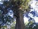 花ちゃんさんの諏訪神社の大杉の投稿写真1