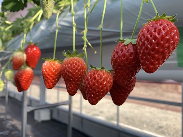 �_�������C�ӂ̂��������s���F�t�F�����t