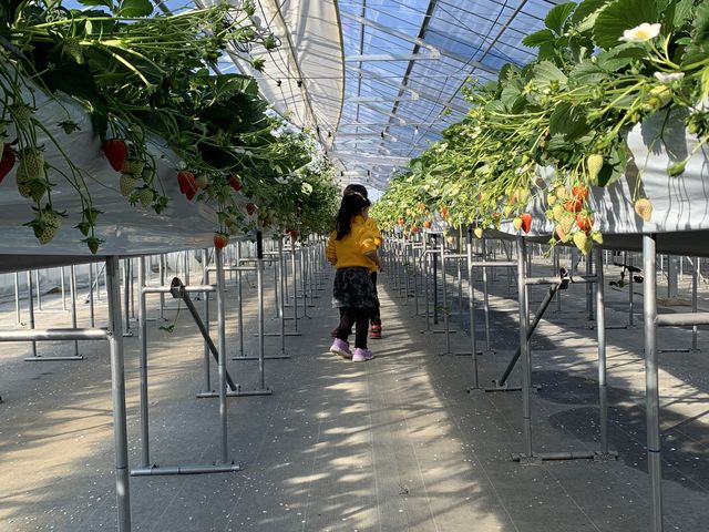 �q���������ƂĂ����ŁA�������񂢂�����H�ׂĂ܂����I_�w���i�E�X�g���x���[�����h