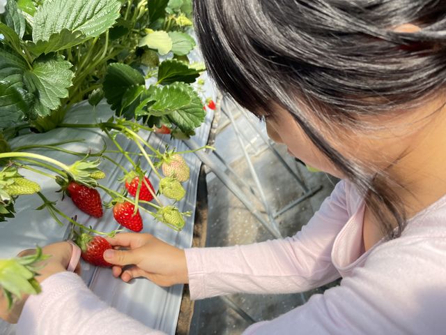 �o�P�c�Ɏ��n�����������ĐH�ׂ�c�o�P�c�R�����䕂Ƀ��N���N�C�����ڂł��B_�������̉���