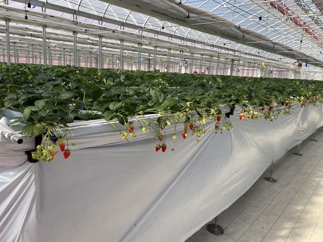 �����̃C�`�S�̗l�q�ł�_JAL Agriport