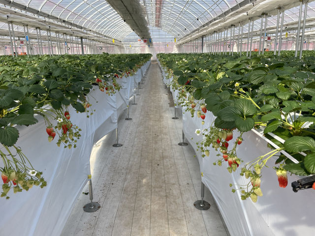 �Ԃ��C�`�S�����Ȃ������ł��B_JAL Agriport