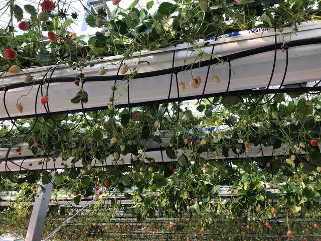 �Ԃ������������H�H�H_�ƂƂ�׃t�@�[��