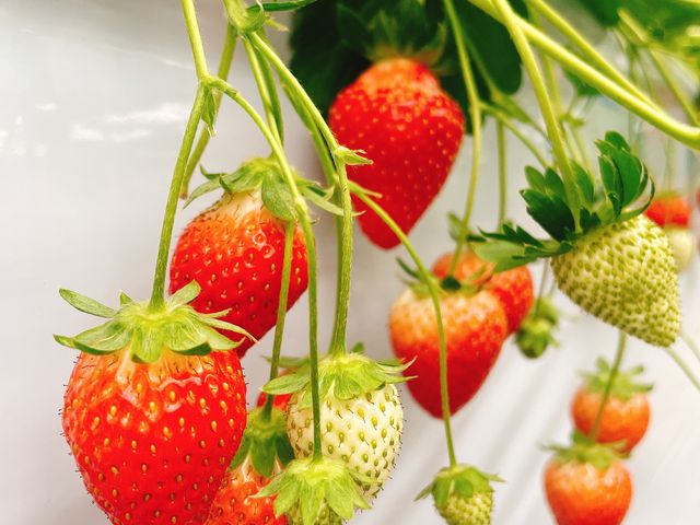 ���������C�`�S�����`������I_���R��������