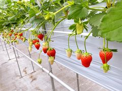 ����Ȃ҂񂳂�̒����t�B�[���Y�ւ̓��e�ʐ^1