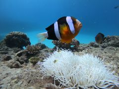 AP~̃_Cu (MalDive)ւ̓eʐ^1