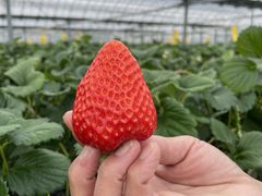 ���ێq����̃X�g���x���[�t�@�[���@���c�_���ւ̓��e�ʐ^1