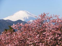 ニコちゃんさんの松田山ハーブガーデンへの投稿写真1