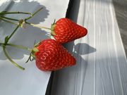 �}�}����񂳂�̂����̂��������̓��e�ʐ^1