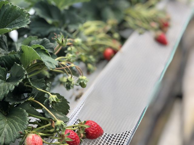 �������߂̃n�E�X��_�c���_��