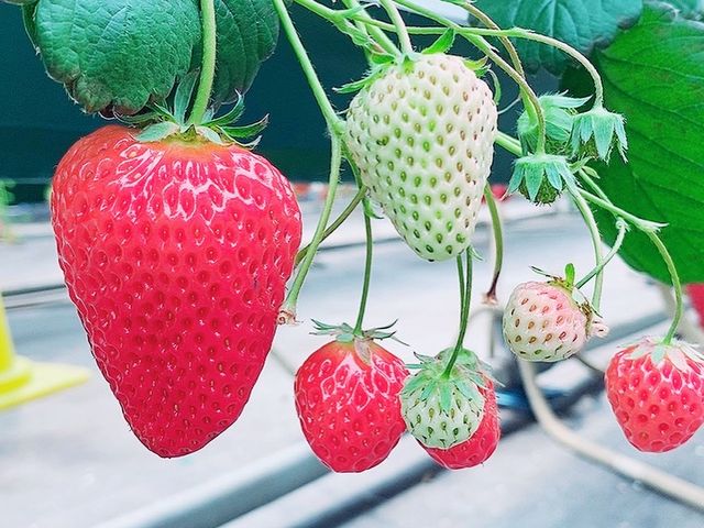 �傫���̂��珬�����̂܂ŁB_�ό������_�����C�t�@�[��