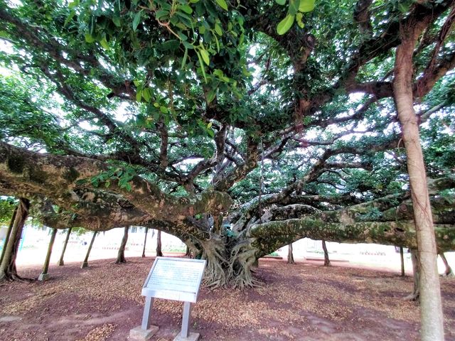 ���̉�����_���{��̃K�W���}��