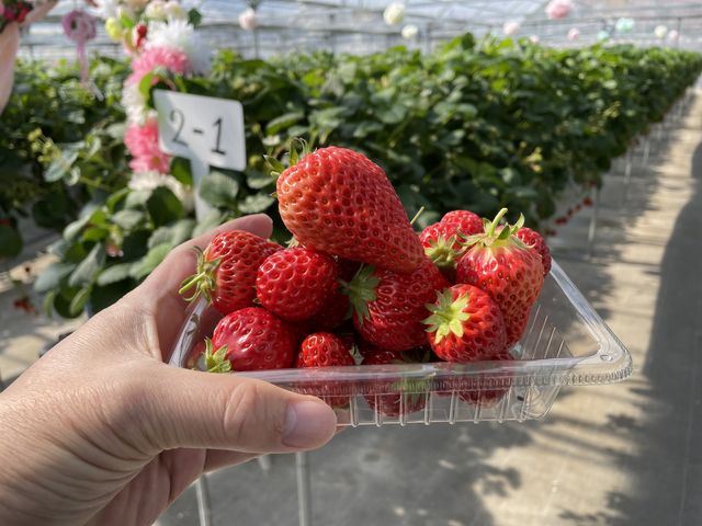 �̂ꂽ�Ă�����_���c�������t�@�[��