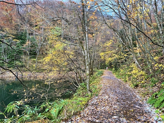 ���_�R�n�̃u�i�тƒr�̊Ԃ�ʂ�V����
_���_�R�n�̃u�i��