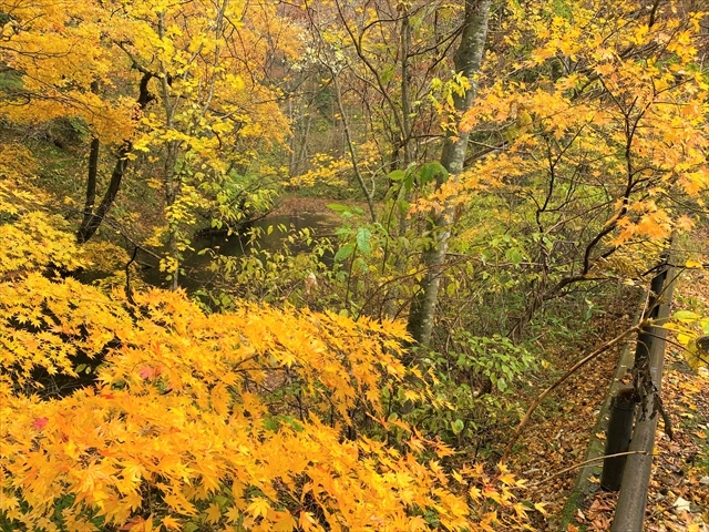 �u�i�т̒��Ɍ���g�t_���_�R�n�̃u�i��