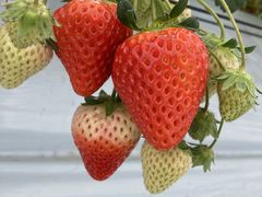 N}̍uSԉt@[ւ̓eʐ^1