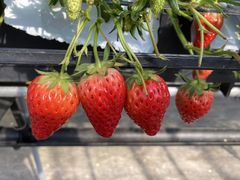 ����������̐��k�t�@�[���ւ̓��e�ʐ^1