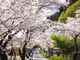 ニコちゃんさんの桜トンネルの投稿写真1