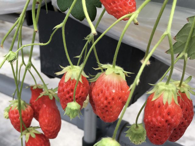 ����́A�������I_�C�ӂ̂�������