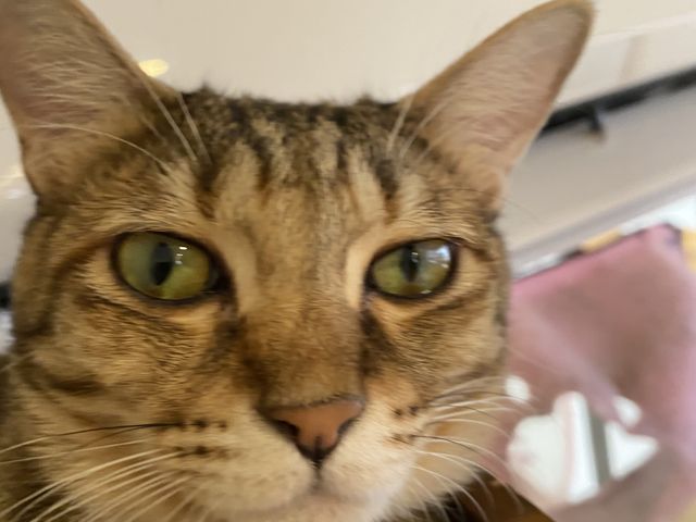 �Ƃ��Ă������q�ł�����B�q�ǂ�����~���N�ň�Ă��q������l��ꂵ�Ă܂��B���Ă��������܂����B_�ی�L�J�t�F�@�Ђ��܂荆