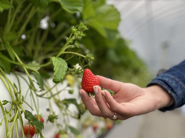 �����番����A���������c���I_�ԍՂ������̒J