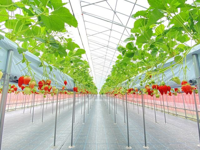 �L�����Y��ȃn�E�X�I�I_������ �Ղ��� -ichigo plant-