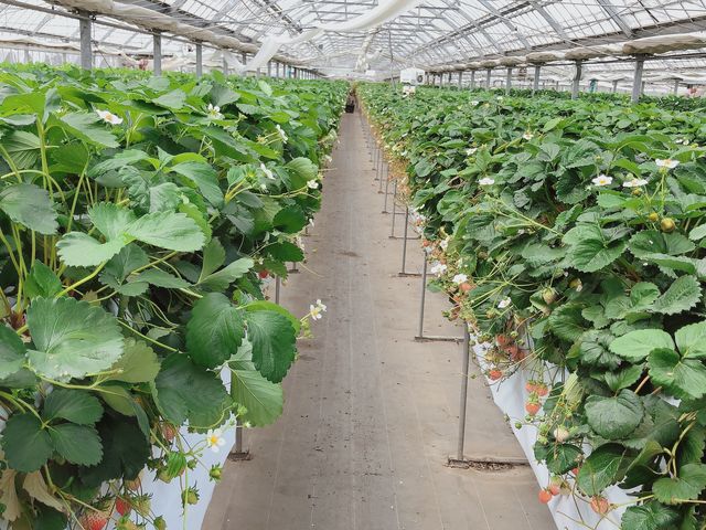 �Ђ�[��_�A�N�A�C�O�j�X�@TSUJIGUCHIFARM