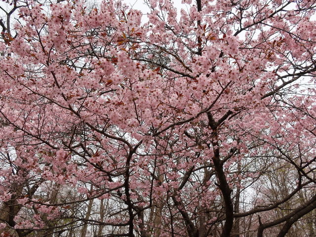 ���̃A�b�v_�΃��u�����E�O���[���p�[�N�i400m�x���`�j