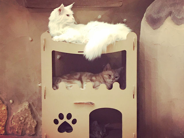 �j�����Y�n�E�X�B_�L�J�t�F�w�Ă܂�̂������x