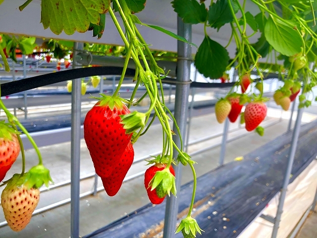 �����A�I�̃C�`�S�� �n���ĂȂ��C�`�S�΂���ŐH�ׂ��Ȃ�����_�R��FUJI�t���[�c�p�[�N