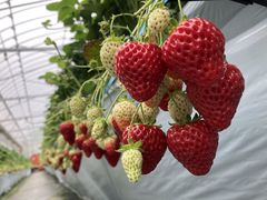 ̂񂳂̐_ˎOcȂ_ւ̓eʐ^1