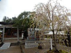 matsuy̑_Ђւ̓eʐ^1