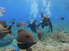 񂽂낤̃_Cu (MalDive)ւ̓eʐ^1