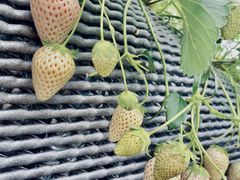 n`~c̃Xgx[t@[Γcւ̓eʐ^1