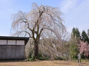 Ƃ񂳂̌IR򂵂̓eʐ^2