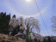 Ƃ񂳂̌IR򂵂̓eʐ^3