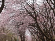 yosshy̗΃uEO[p[Ni400mx`j̓eʐ^1