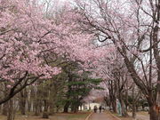 yosshy̗΃uEO[p[Ni400mx`j̓eʐ^2