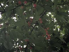 [񂳂̂܂Ɣ_ւ̓eʐ^1