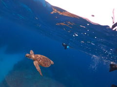 ݂̃V[}bNX_CrONuւ̓eʐ^1